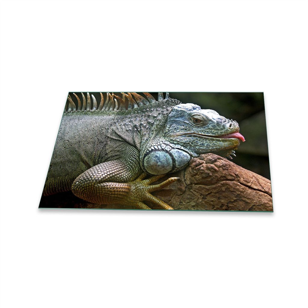 Herdabdeckplatte Glaskeramik 1 Teilig 80x52 Tiere Grau Abdeckung Glas Spritzschutz