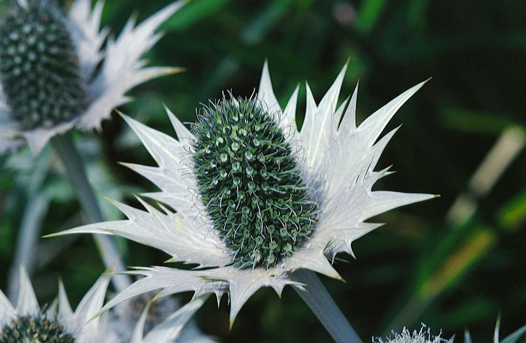 Eryngium giganteum, Edeldistel, silbrig, ca. 11x11 cm Topf