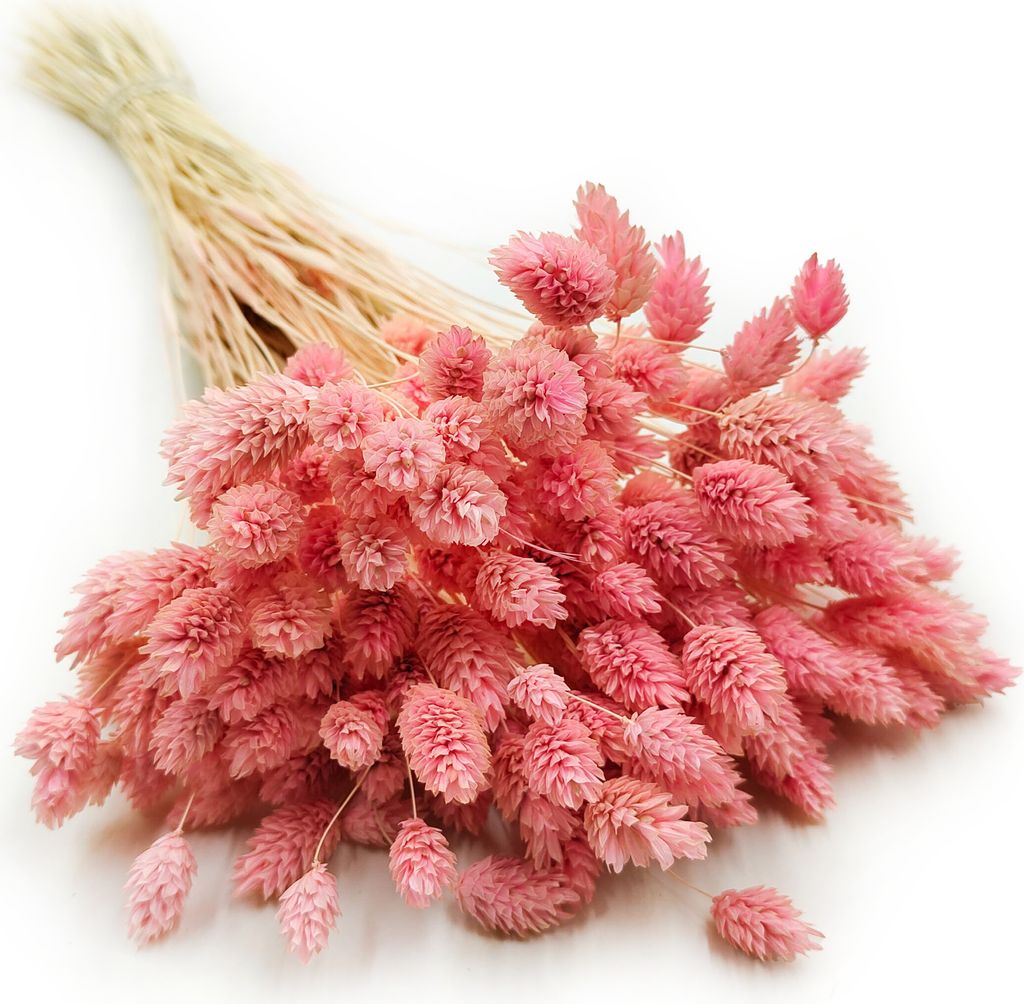 Phalaris Getrocknete - Kanariengras - Hell-Pink Produktbild 