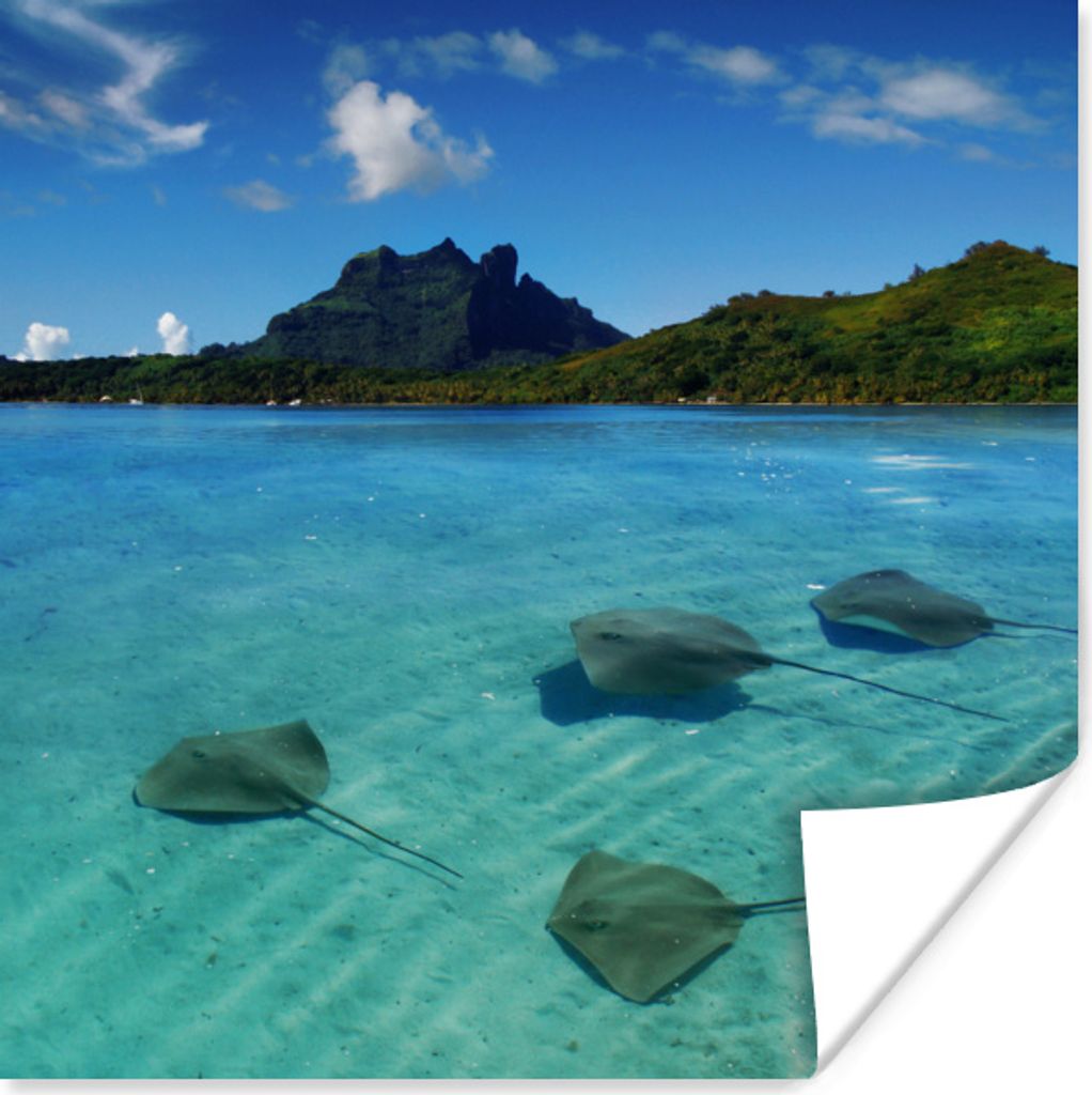 MuchoWow Poster Stachelrochen schwimmen in den Gewässern um Bora Bora 100x100 cm - Babyzimmer