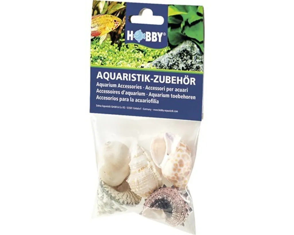 Set 5 Conchiglie Marine Grandi L per Arredo Mare e Fai-da-te Creativo