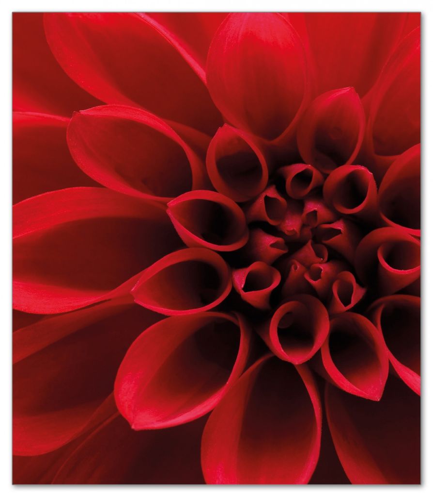Wallario Herdabdeckplatte aus Glas, Größe 52 x 60 cm 1-teilig, Motiv Rote Dahlienblüte in Nahaufnahme
