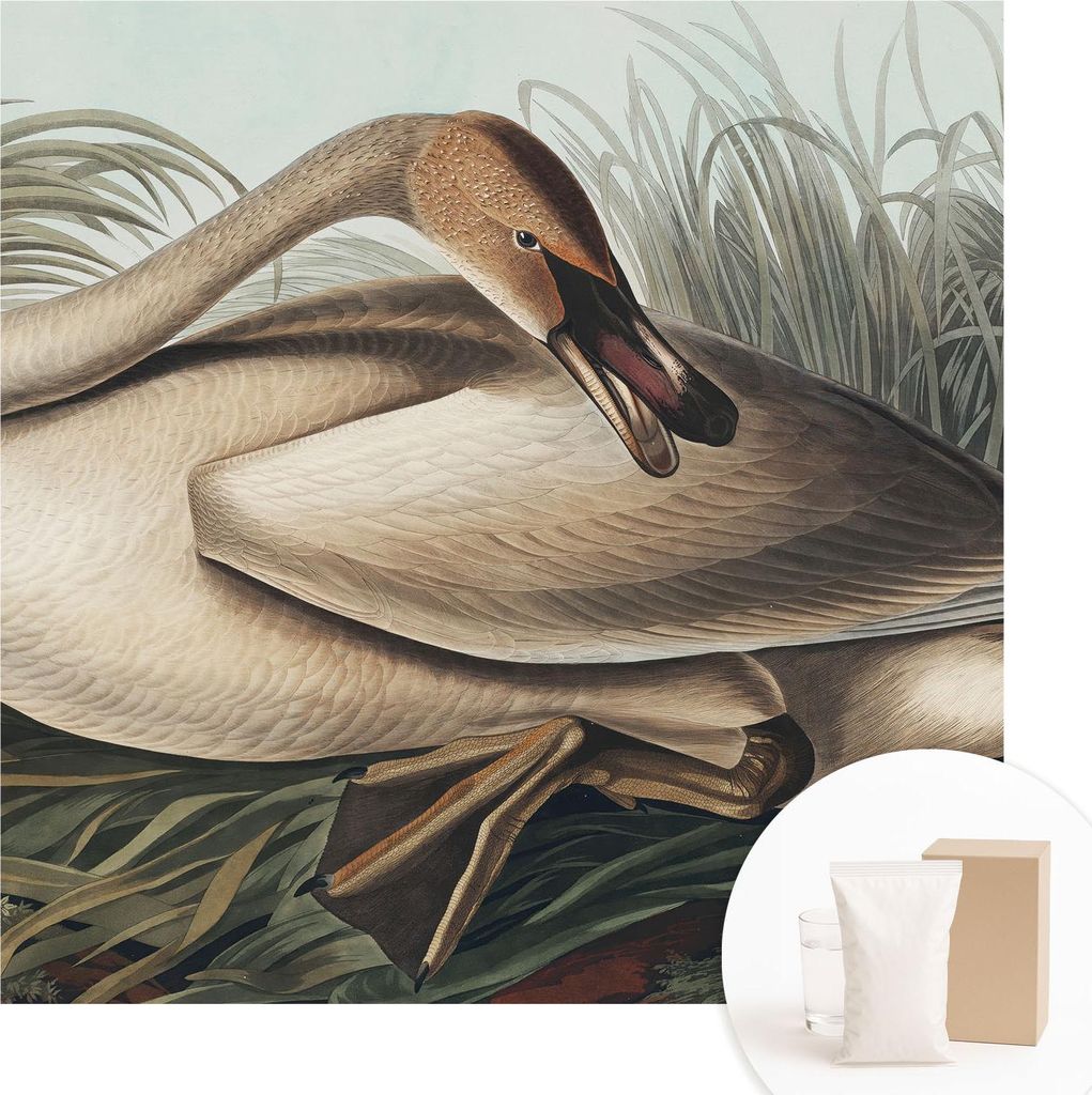 Fototapete - Wandbilder für Wohnzimmer - 250x250 cm - Dekorative Wandfolie - Modernes Design für Wanddekoration - Tapeten für Innenräume - Nat...