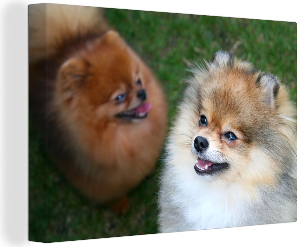 OneMillionCanvasses - Leinwandbilder - 140x90 cm, Zwei Pommersche Hunde, Wandbilder Kunstdruck Wanddekoration