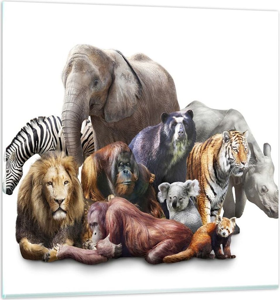 Bilder auf glas - Tiere Koala Löwe Affe - 70x70cm - Glasbilder - Wandbilder - Kunstdruck - zum Aufhängen bereit - Wanddekoration aus Glas - Glas ...