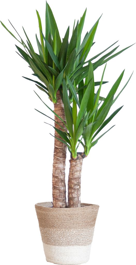 Yucca Elephantipes – Riesen-Palmlilie – Zimmerpflanze – ca. 90cm hoch – Ø21cm – In Pflanzkorb Lissabon Weiß – Pflegeleicht & dekorativ