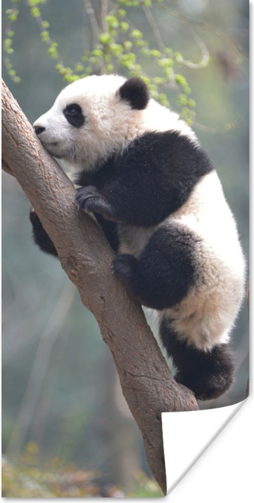 MuchoWow Poster Panda - Tier - Baum 75x150 cm - Dekoration für die Wände