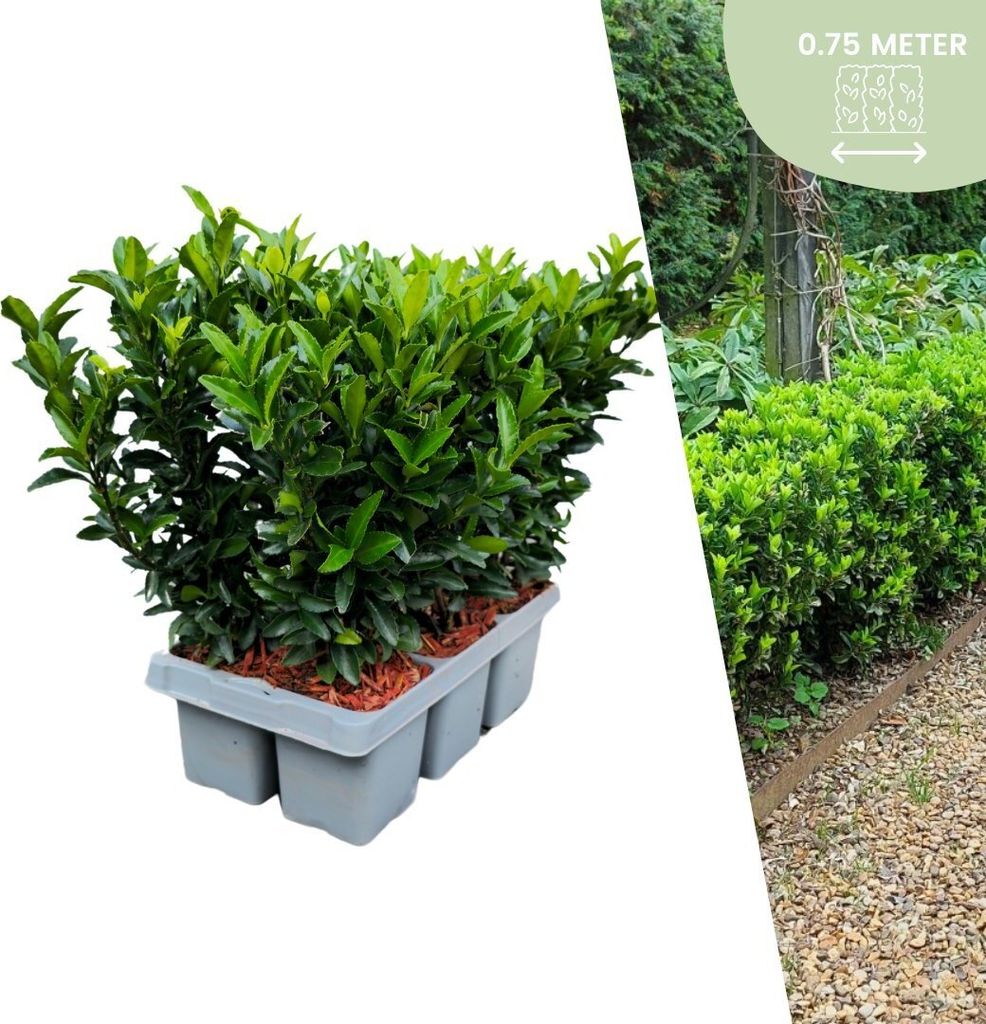 Plants by Frank | 6 Grüne Spindelstrauch Pflanzen | Produktbild 