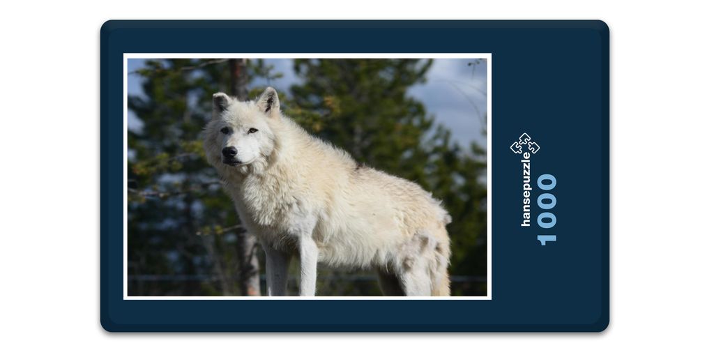 hansepuzzle 19833 - Wolf Puzzle, 1000 Teile, Tierwelt, 60,0 x 46,0cm mit hochwertiger Aufbewahrung, Kartonbox und wiederverschließbarem Beutel