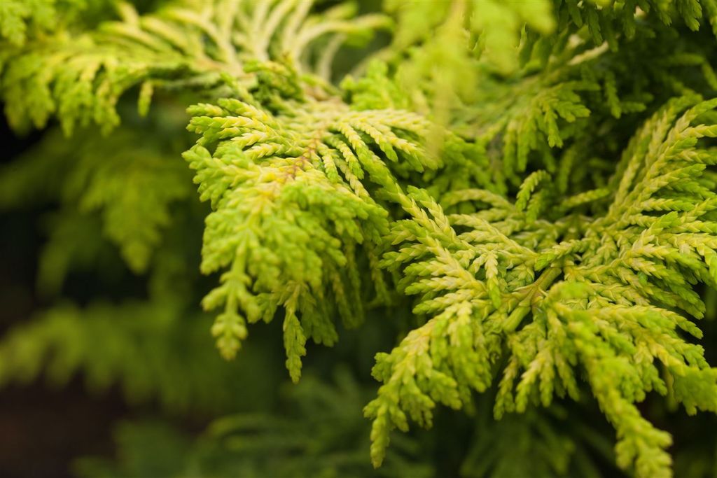 Chamaecyparis obtusa 'Fernspray Gold', Hinoki-Scheinzypresse, 20–25 cm