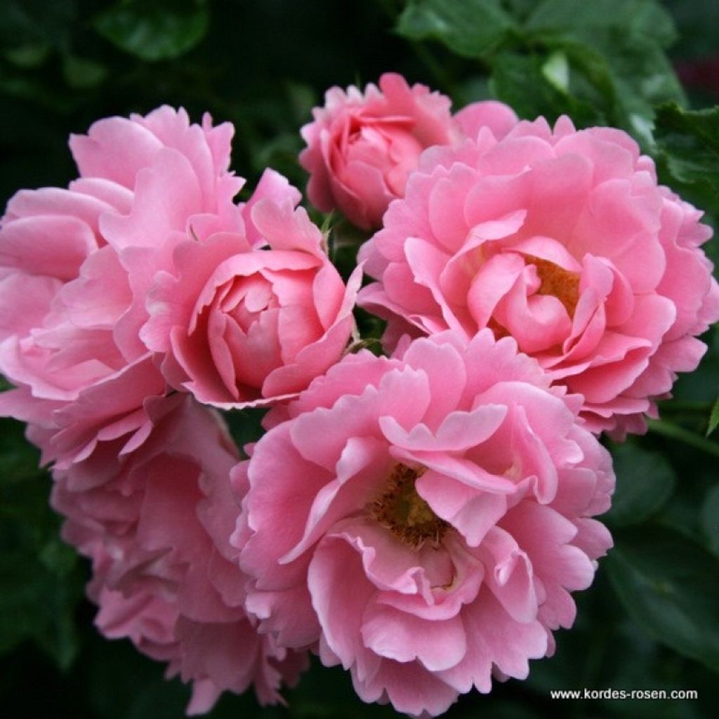 Bodendeckerrose Sommerwind , Kordes 1985 - Co. 5 L