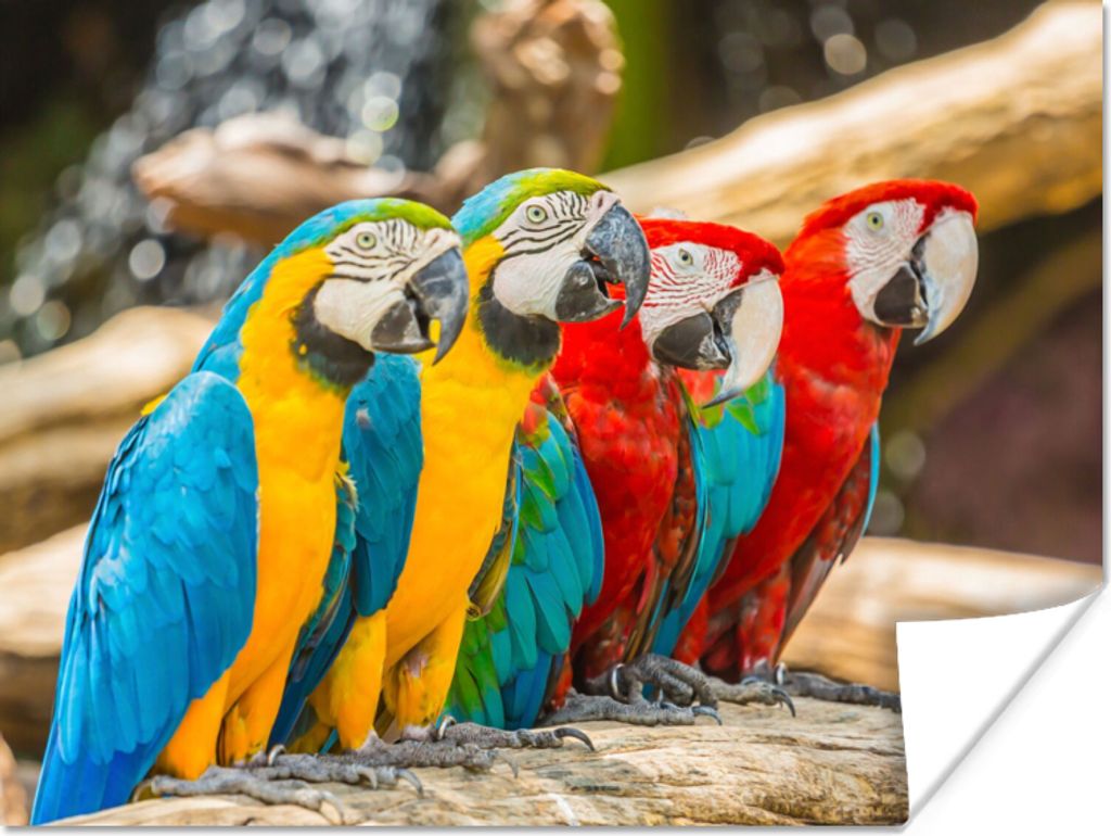 MuchoWow Poster Vögel - Papagei - Tropisch - Natur 160x120 cm - Foto Plakat