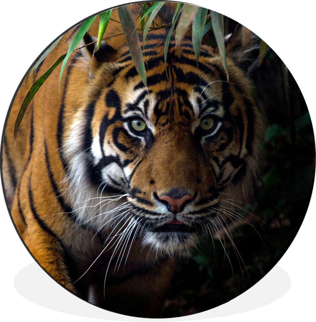 MuchoWow Aluminium Wandkreis Tiger - Blätter - Dschungel - Tiere - Wild Ø 30 cm Wanddeko Modern Wohnzimmer - Wand Bild - Wohnzimmer - Runde Bil...