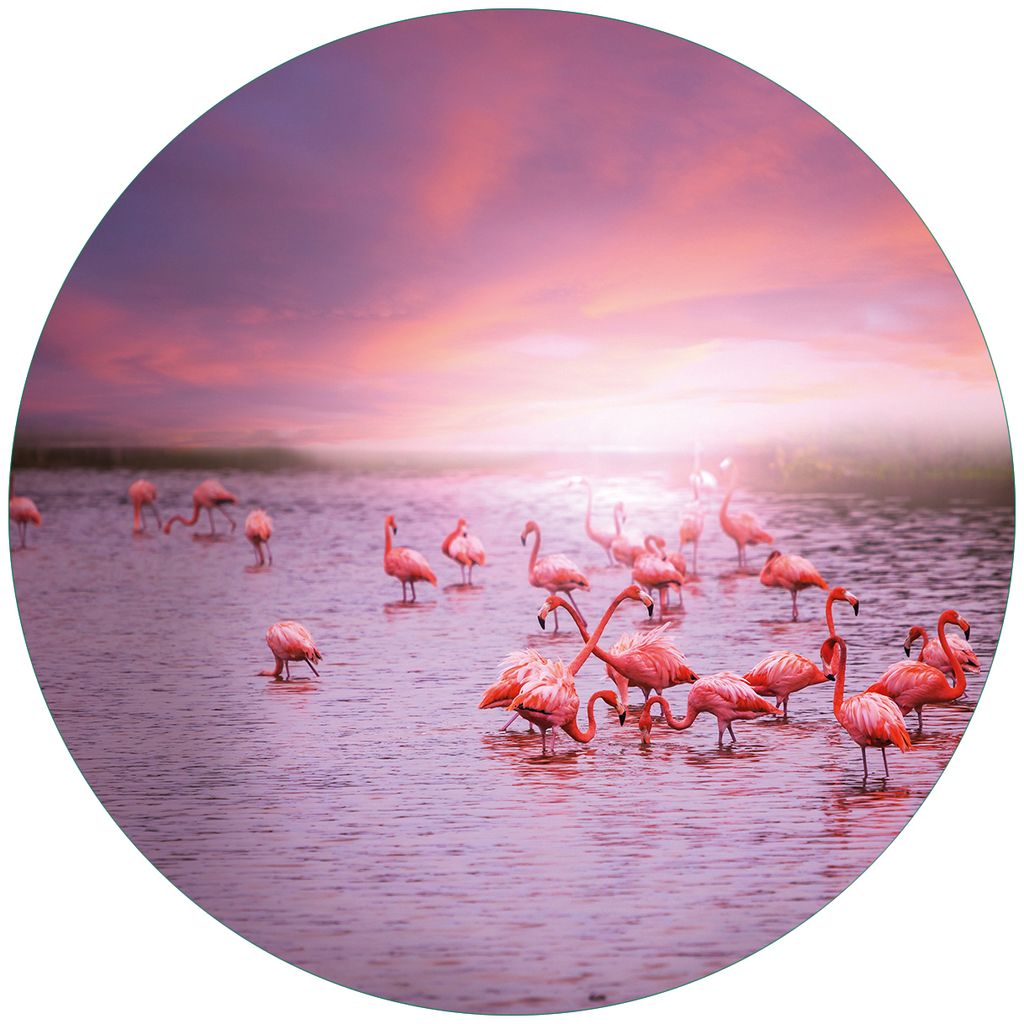 Wallario Premium Glasbild, freischwebende Optik, kräftige Farben, rund 50cm Durchmesser, Motiv Rosa Flamingos bei Sonnenuntergang