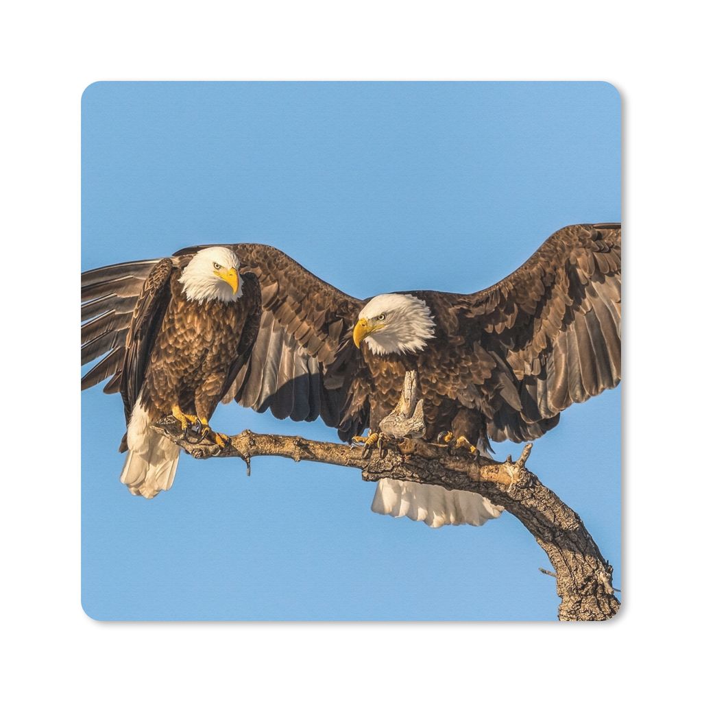 MuchoWow Mauspad Mousepad Vogel - Äste - Adler - Raubvögel - Luft 20x20 cm - Mousepads - Maus Mat - Pad - Mausunterlage - Desk Mat - Bureauarti...