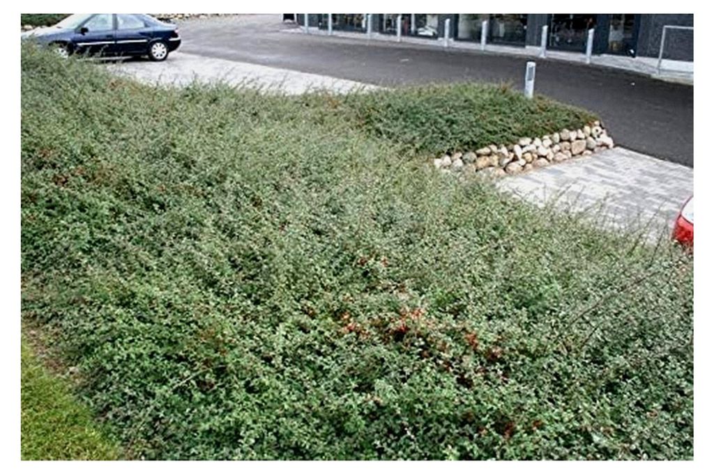 10 x Cotoneaster dammeri 'Coral Beauty' Teppichmispel - Bodendecker mit auffälligem Fruchtschmuck