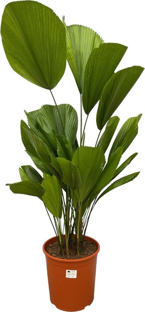 Riesenfächerpalme - Licuala grandis - Zimmerpalme - ca. 90 cm hoch