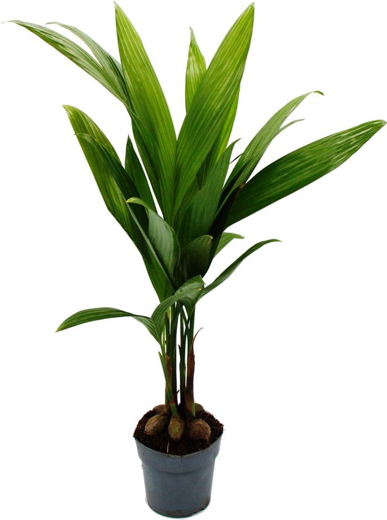 Palma betelowa - Areca catechu - Palma wewnetrzna - Palma Zdjęcie produktu 
