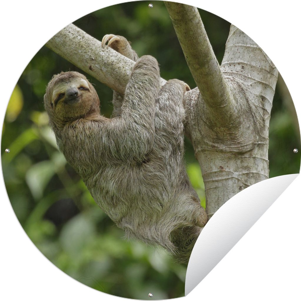 MuchoWow Gartenposter Outdoor-Poster Rund Ein Faultier hängt an einem Ast Ø 90 cm Gartendeko Rundes Poster draußen