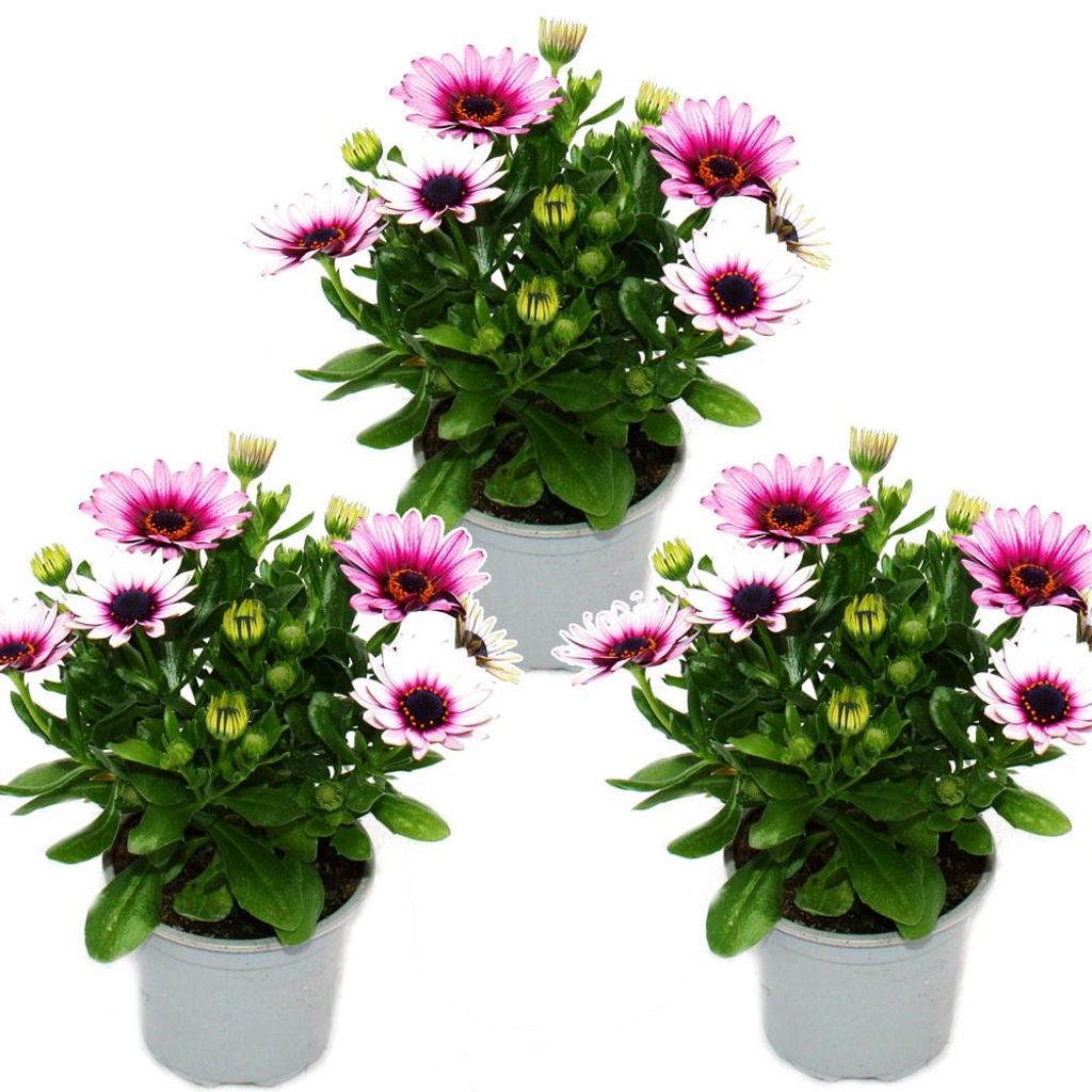 Cape basket – Osteospermum ecklonis – kvetináč 11 cm – sada Obrázok produktu 