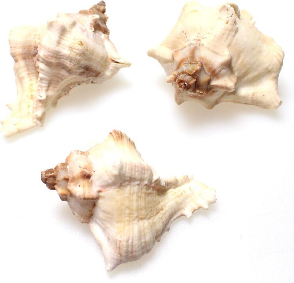 1kg echte Muscheln natur weiß white Mulli Schnecke ca. Produktbild 