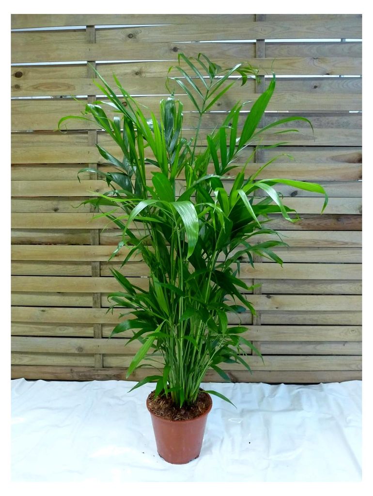 XL Chamaedorea cataractarum 120 cm - Topf 20 Ø cm / Fluss-Bergpalme / seltene Zimmerpflanze