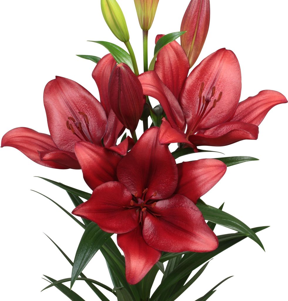 Lilium Zwiebel Sommerblume Garten Zierpflanze Asiatische Lilie Vuelta 1 St.