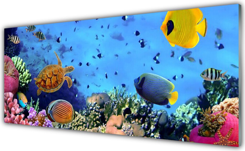 Acrylglasbilder 125x50 Wandbild Druck Korallenriff Natur