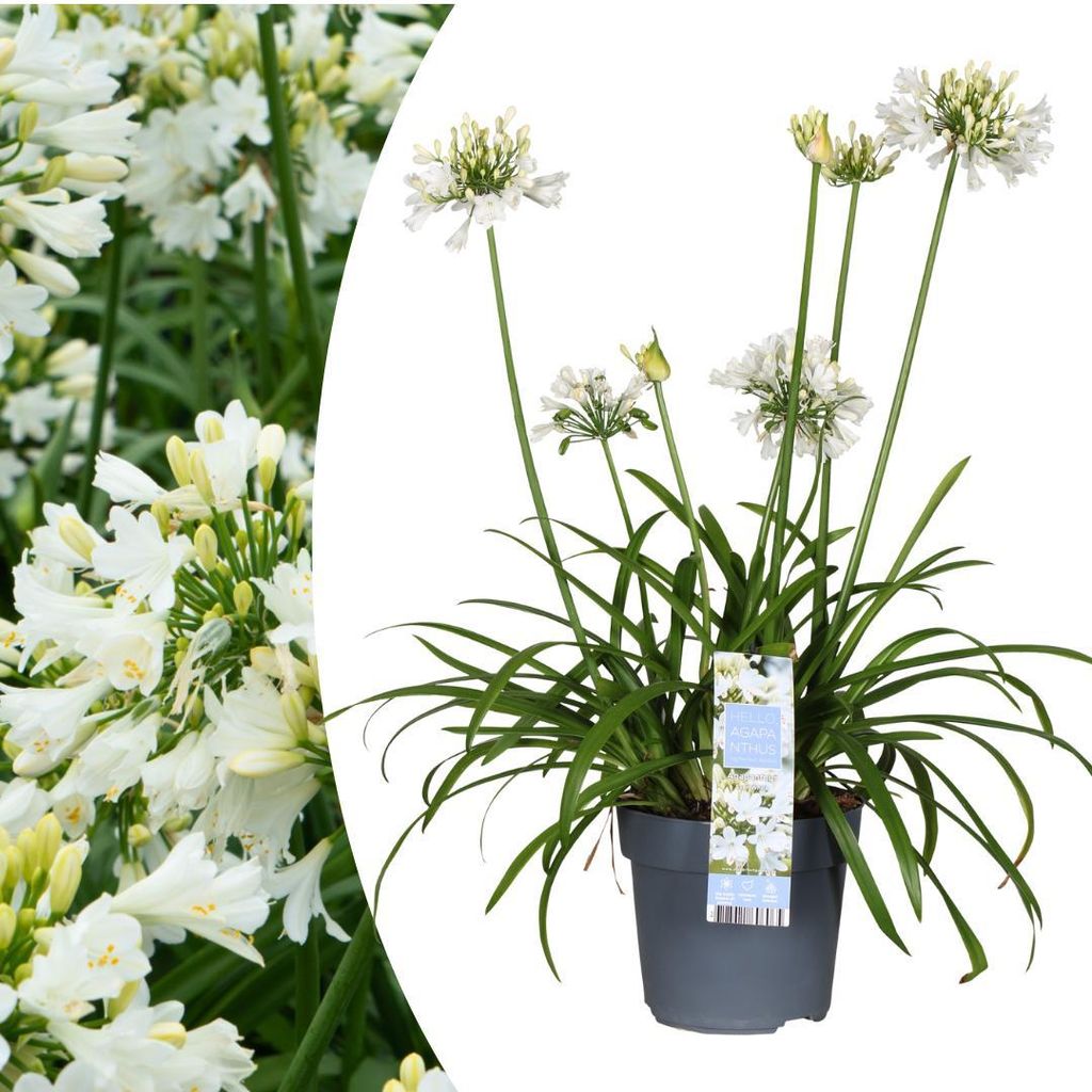 Agapanthus 'Everwhite' - 40-80cm - Ø19-23cm - Gartenpflanze