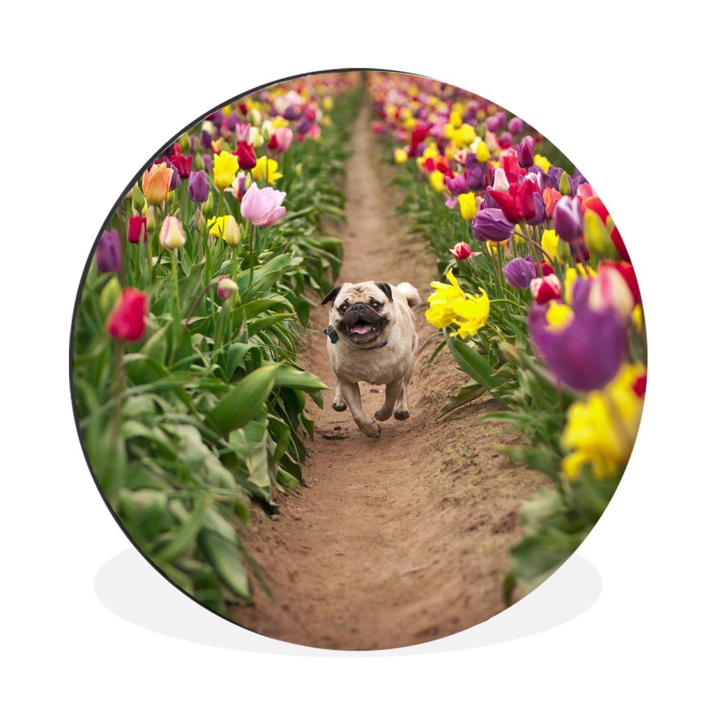 MuchoWow Aluminium Wandkreis Blumen - Tulpen - Hund Ø 90 cm Wanddeko Modern Wohnzimmer - Mauerkreis - Wandbilder - Runde Bild - Bild aus Alumini...
