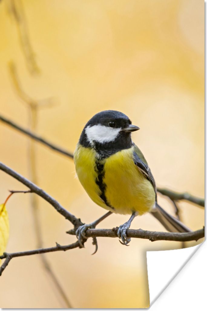 MuchoWow Poster Kohlmeise - Zweig - Vogel - Tiere 80x120 cm - Papierdruck