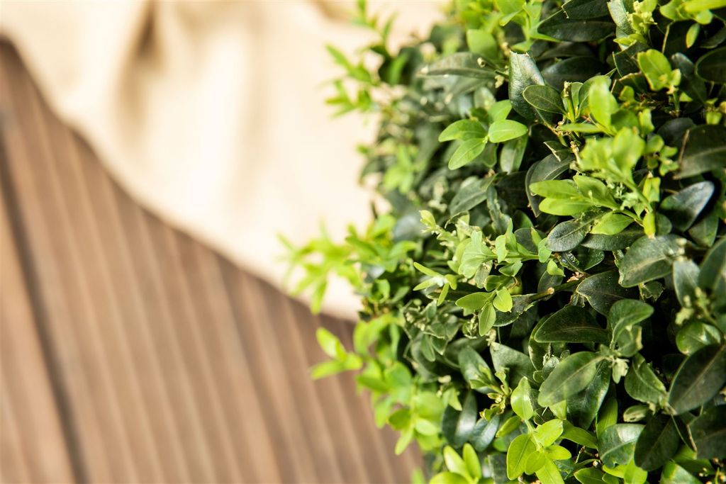 Ligustrum ovalifolium, Ovalblttriger Liguster, 80120 cm