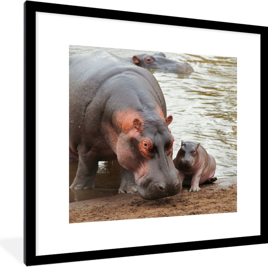 MuchoWow Gerahmtes Poster Tiere - Nilpferde - Baby 40x40 cm - Poster mit Schwarzem Bilderrahmen Wandposter Rahmen Foto Bilder - Poster - Plakat i...