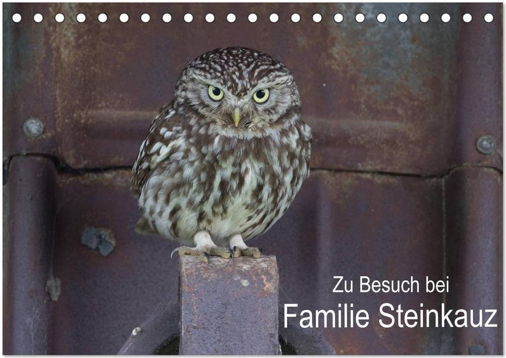 Zu Besuch bei Familie Steinkauz (Tischkalender 2026 DIN A5 quer), CALVENDO Monatskalender