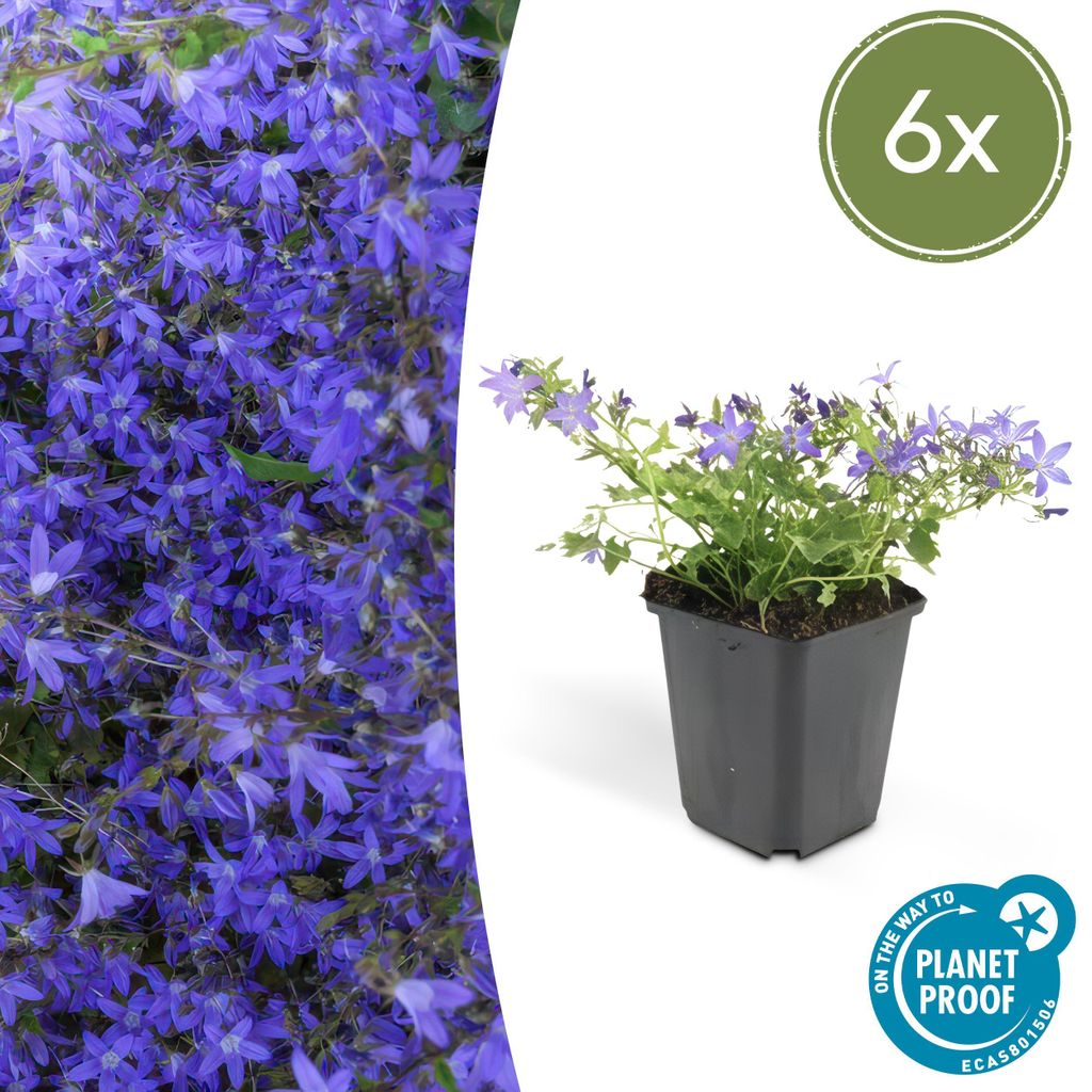 Steingarten-Staude - Glockenblume - Campanula poscharskyana 'Stella' - 9cm Topf - Set mit 6 Pflanzen