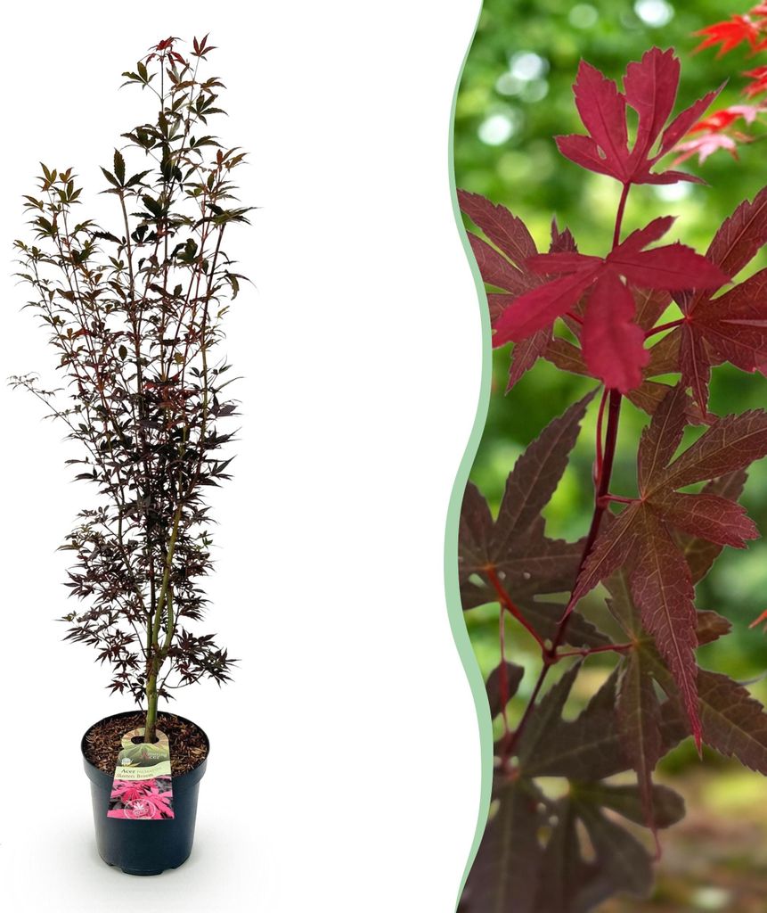 Acer palmatum Skeeters Broom - Japanischer Ahorn - Laubabwerfend - Rot - 80-90cm - Ø26cm - Gartenpflanze