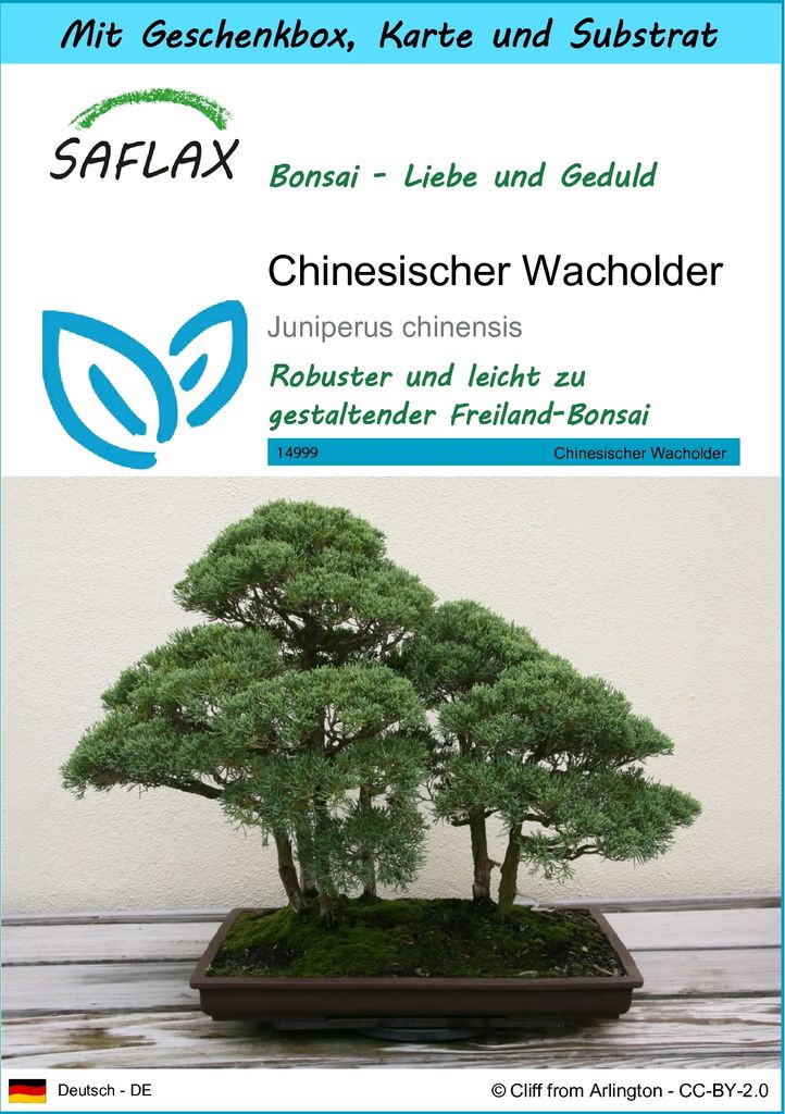 SAFLAX Geschenk Set - Chinesischer Wacholder - Juniperus Produktbild 