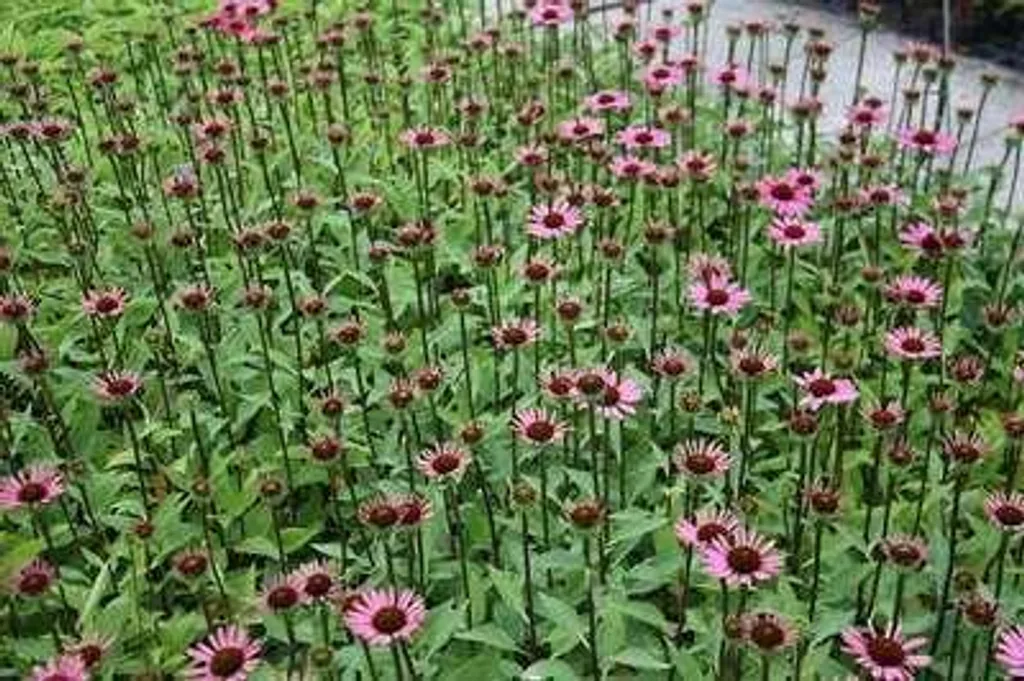 Échinacée pourpre Little Magnus - Lot de 6 plantes vivaces mellifères