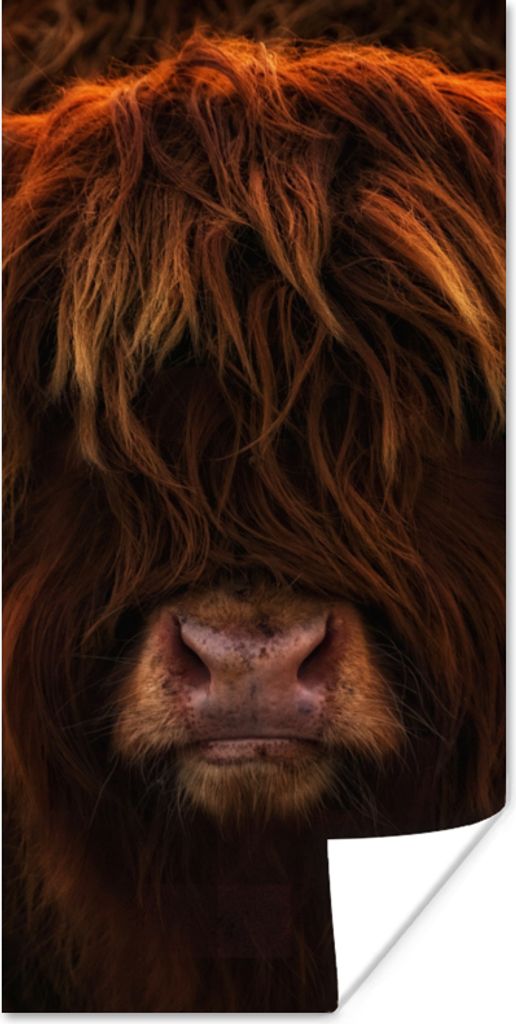 MuchoWow Poster Schottischer Highlander - Kuh - Schwarz - Porträt 40x80 cm - Dekoration