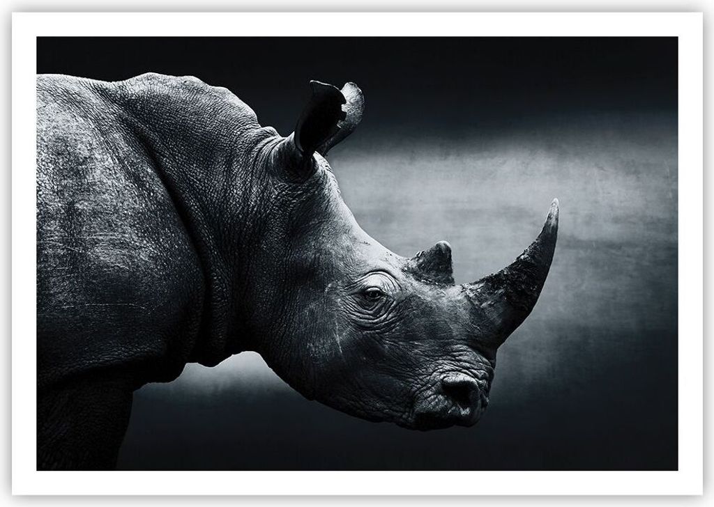 Poster - Poster ohne Rahmen - Nashorn Schwarzweiß Porträt - 100x70 cm - Wand Bild - Wanddeko - Wandbilder - Kunstposter - Wandposter - Bilder - K...