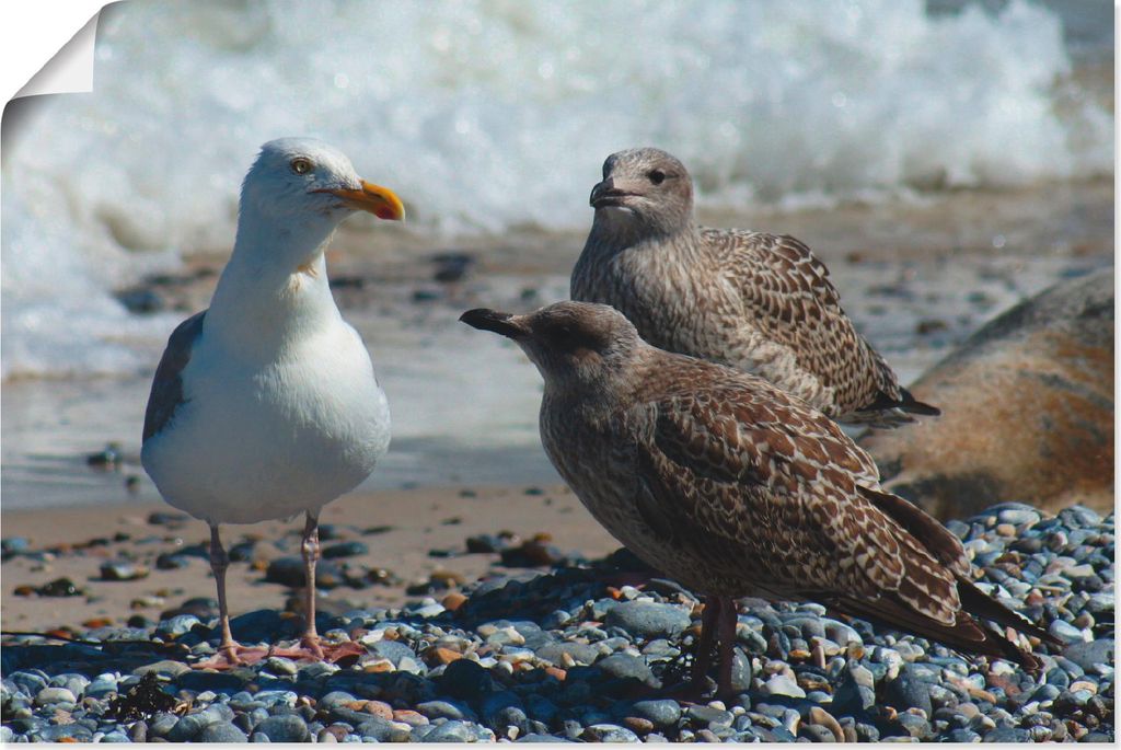 ARTland Poster Möwen am Nordseestrand Größe: 60x40 cm