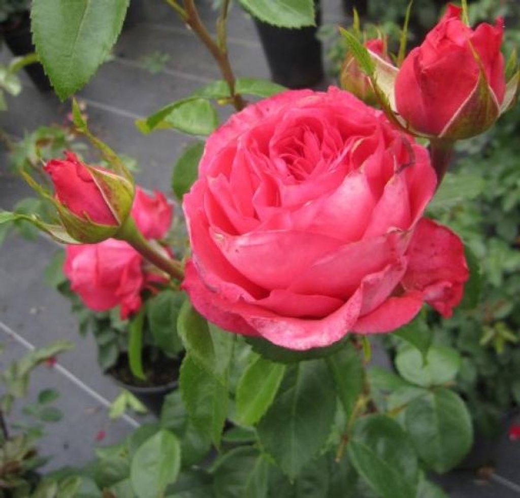 Hochstammrose Cherry Lady - kirschrosa - Kordes Rosen - 90 cm Stamm + Krone