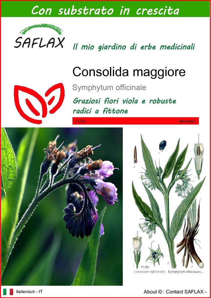 SAFLAX  - Consolida maggiore - 15 semi - Con substrato - Immagine del prodotto 