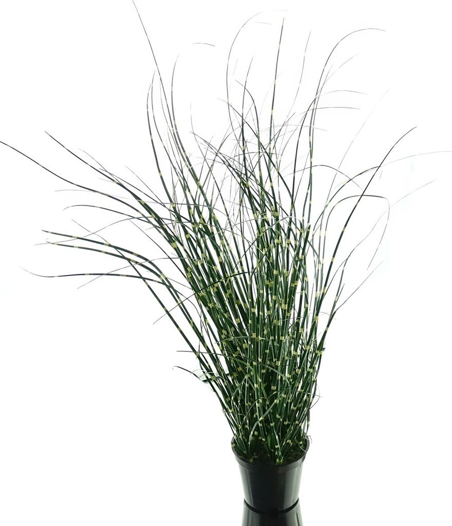 GASPER Zebragras - Miscanthus im Topf 52 cm - Kunstblumen