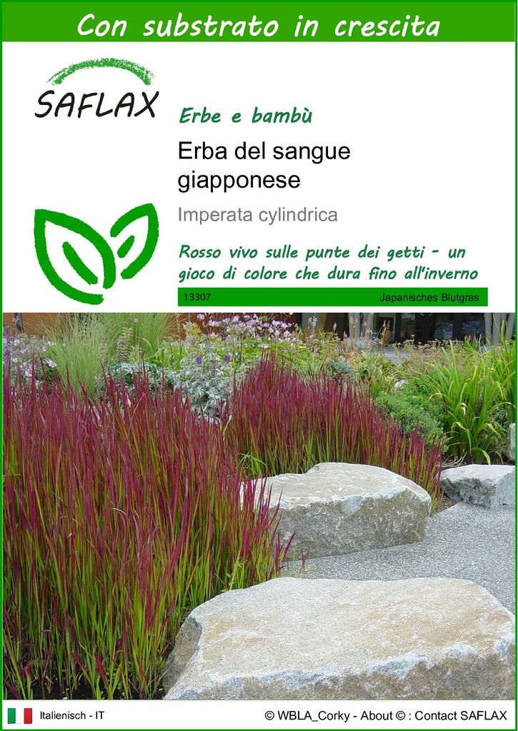 SAFLAX  - Erba del sangue giapponese - 50 semi - Con Immagine del prodotto 