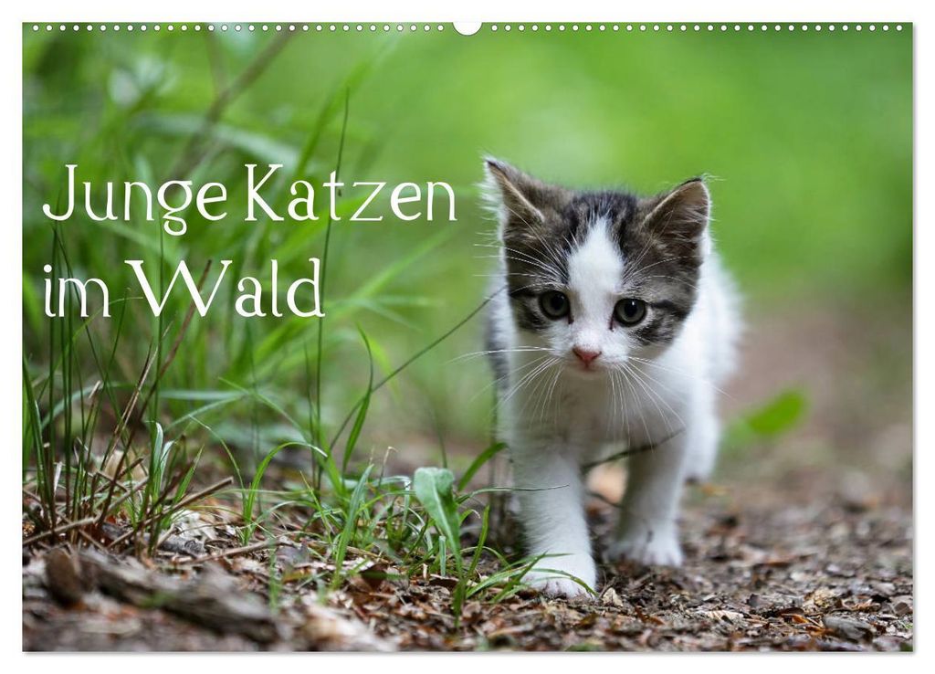 Junge Katzen im Wald (Wandkalender 2027 DIN A2 quer), CALVENDO Monatskalender