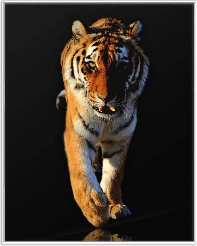 Wallario Wandbild Laufender Tiger, Größe: 40,30 x 50,30 cm, Poster mit weißem Aluminiumrahmen