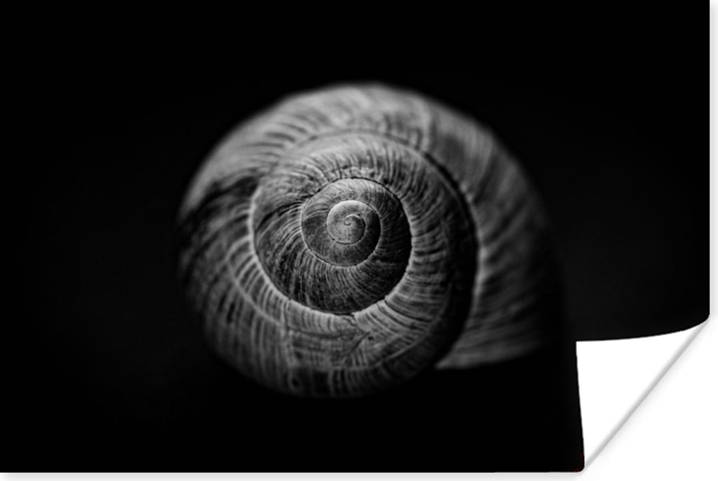 MuchoWow Poster Schnecke - Tiere - Schwarz - Weiß - Schneckenhaus 30x20 cm - Plakate - Print