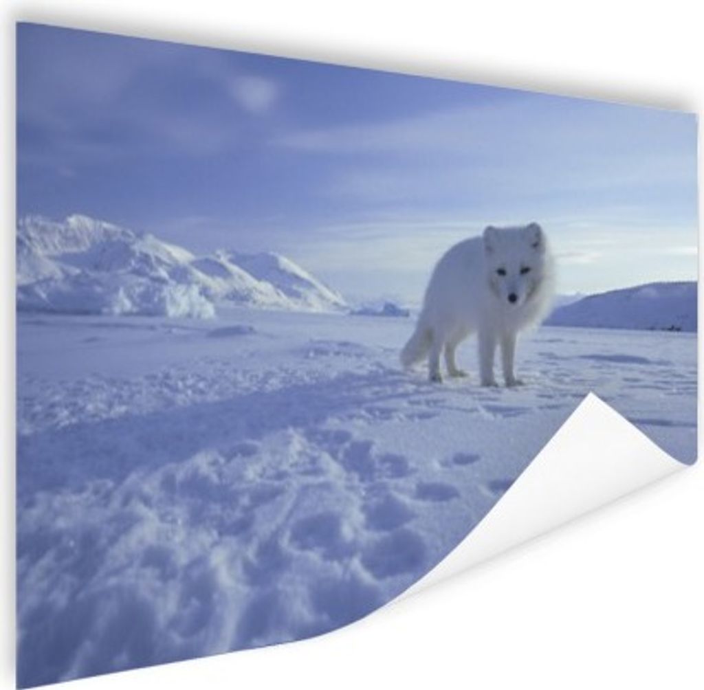 MuchoWow Poster Fuchs - Schnee - Berge 90x60 cm - Schlafzimmer