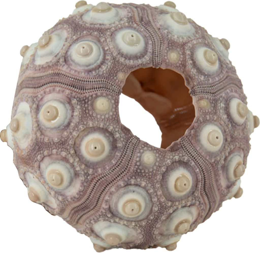 Seeigelschale hohe Haltbarkeit exquisite Form auf auffällige Muschelschatzkugel Ornament DIY Home Dekoration Geburtstagsgeschenk-B